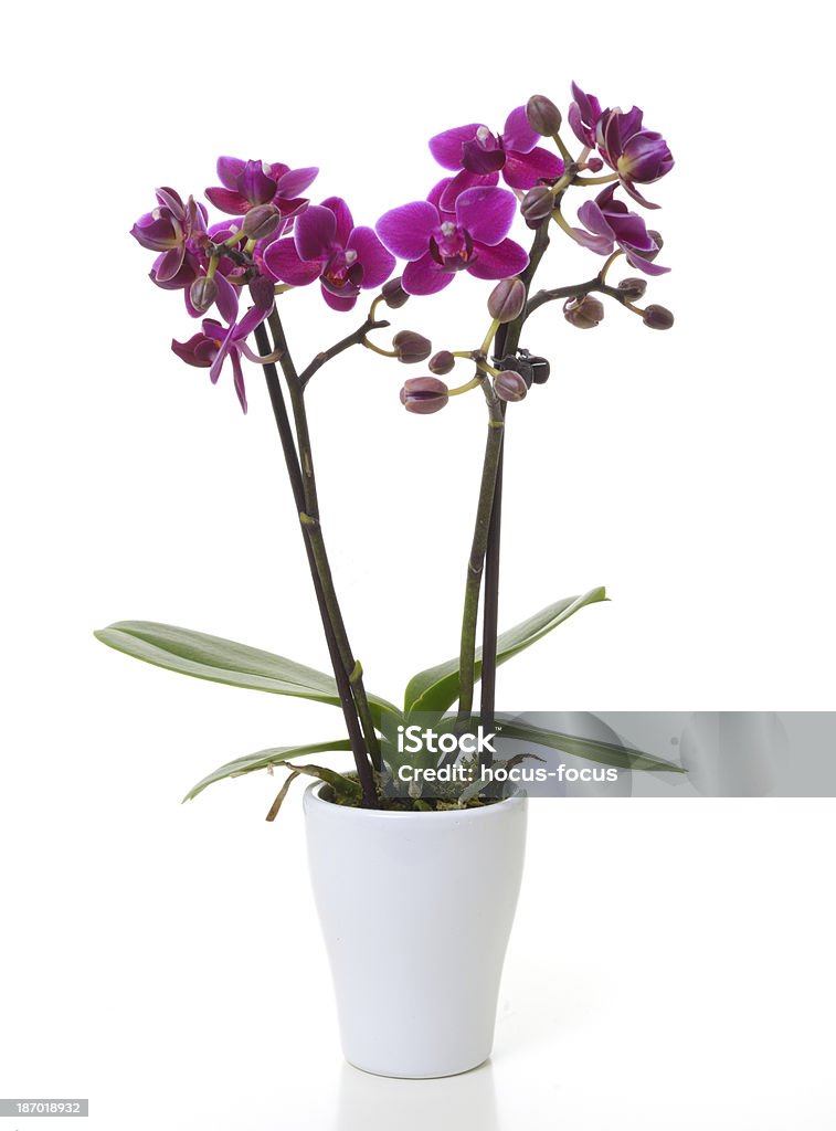 Mini Orquídea - Foto de stock de Fondo blanco libre de derechos