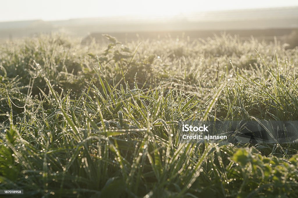 Herbe verte avec la rosée du matin - Photo de Brin d'herbe libre de droits