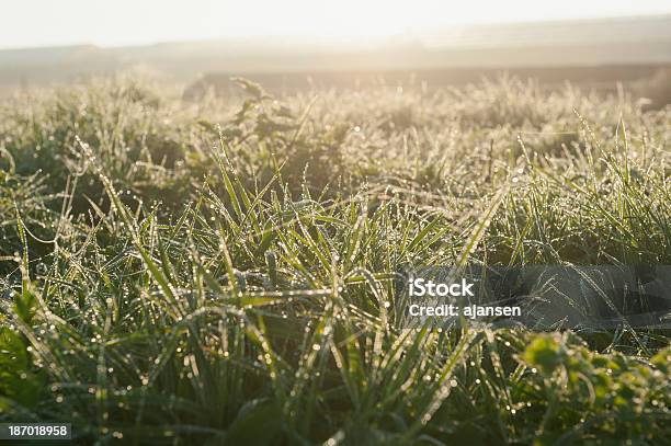 Photo libre de droit de Herbe Verte Avec La Rosée Du Matin banque d'images et plus d'images libres de droit de Brin d'herbe - Brin d'herbe, Couleur verte, Eau