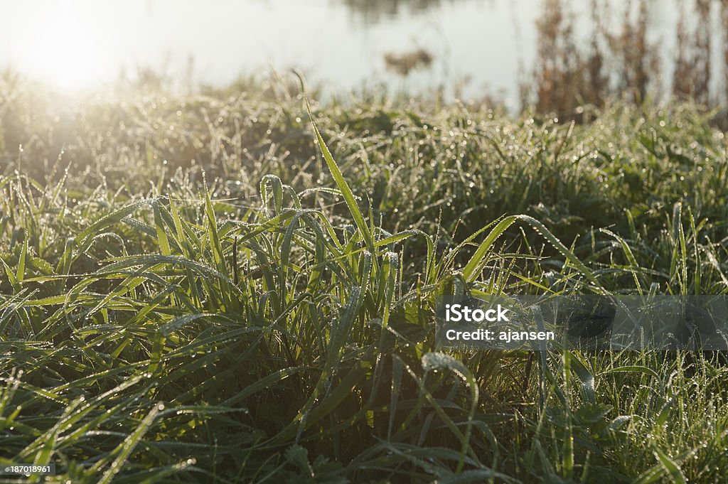 Erba verde con rugiada del mattino - Foto stock royalty-free di Acqua