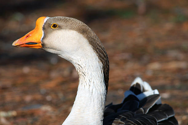 Portrait of a Goose stock photo