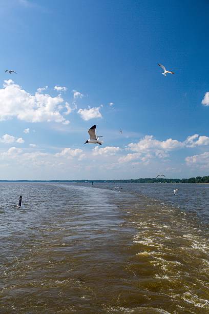 istock Birds flying behind a passenger Ferry 187019056