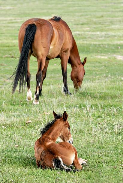 istock Beautiful Bay Mare and Young Foal at Rest 187019882