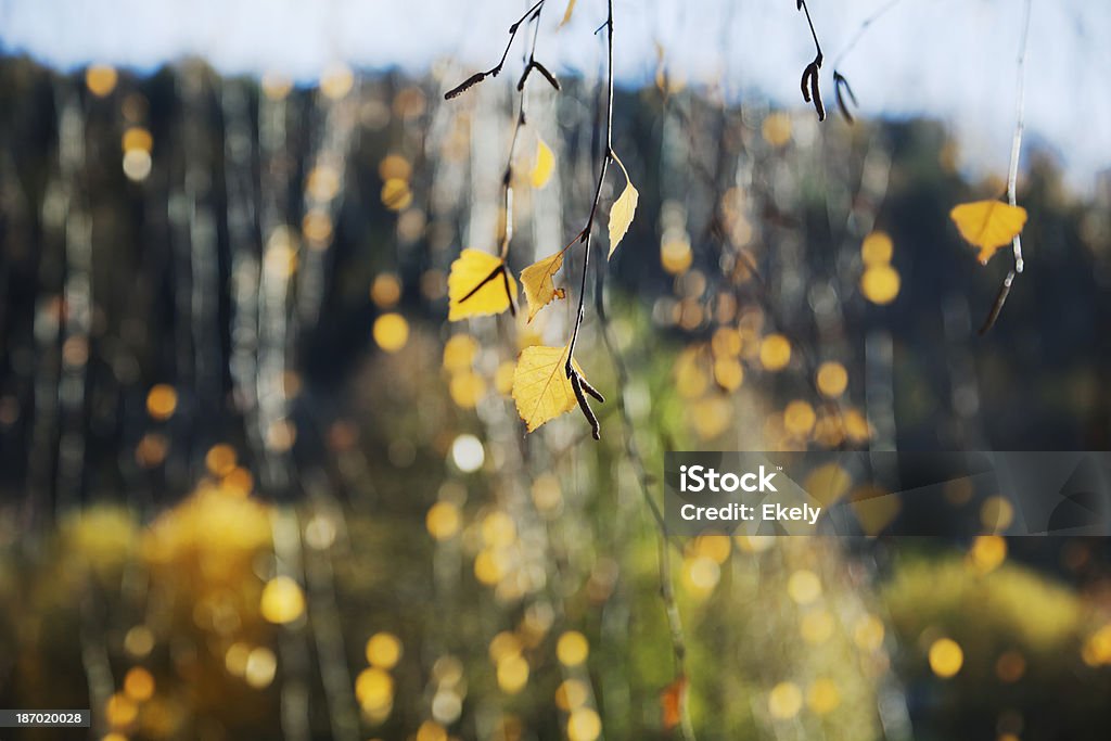 Abedul en otoño. - Foto de stock de Abedul libre de derechos