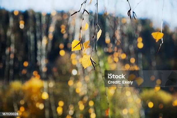 자작나무 In 가을맞이 0명에 대한 스톡 사진 및 기타 이미지 - 0명, 가을, 경관
