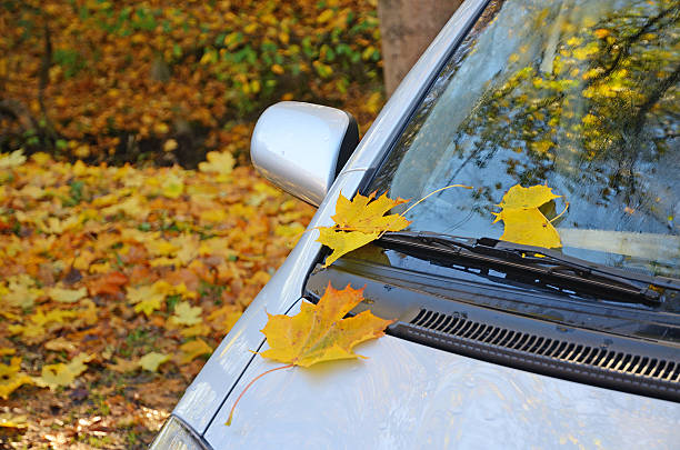 istock Autumn leaves on car 187020099