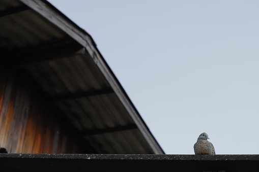 House Sparrow Passer Domesticus perching on a rain gutter on a stone house in May, North Yorkshire, England, United Kingdom