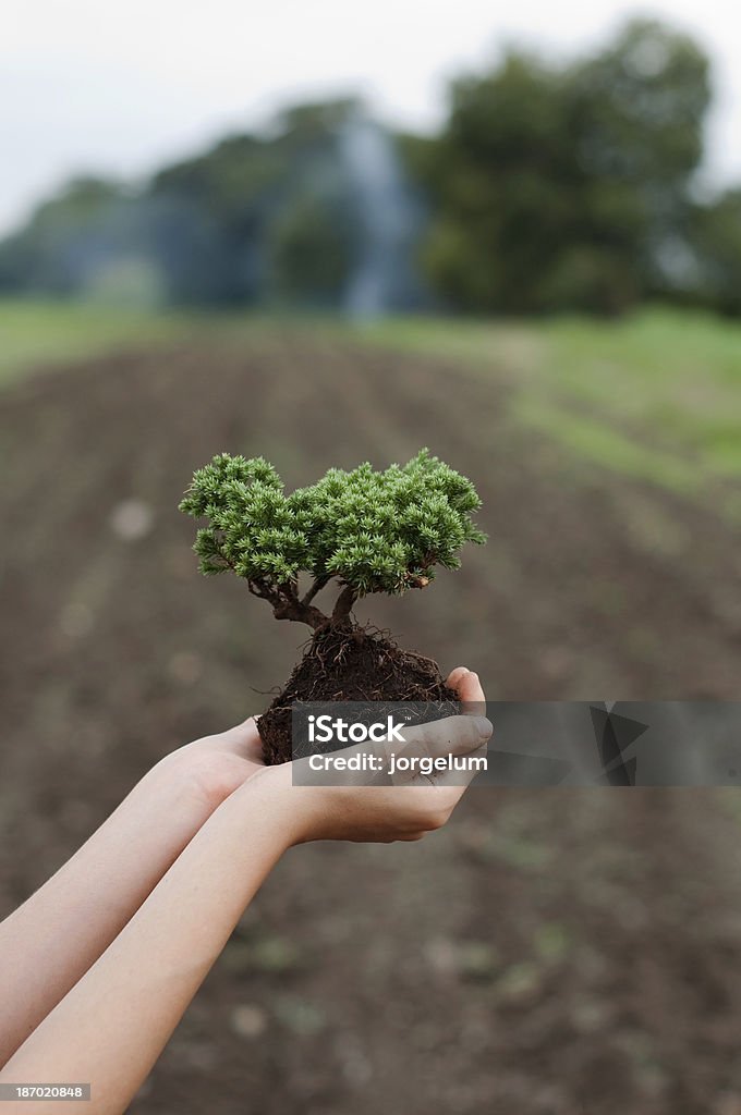 Cuidado de árboles y el medio ambiente - Foto de stock de Agricultura libre de derechos