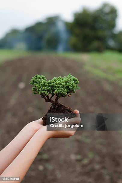 Cuidado De Árboles Y El Medio Ambiente Foto de stock y más banco de imágenes de Agricultura - Agricultura, Bonsái, Conservación del ambiente