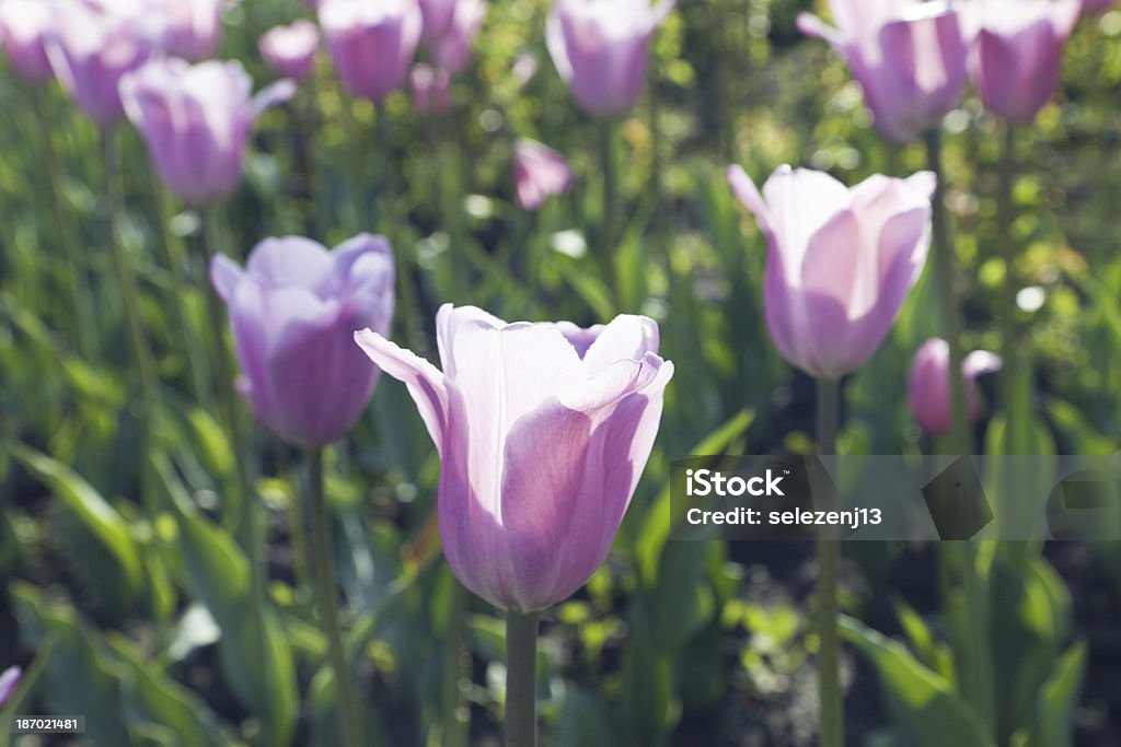 Leito de tulipas - Foto de stock de Canteiro de Flores royalty-free