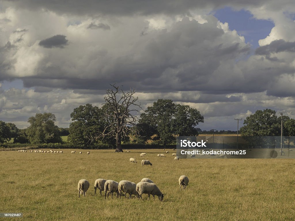 田舎 - イギリスのロイヤリティフリーストックフォト