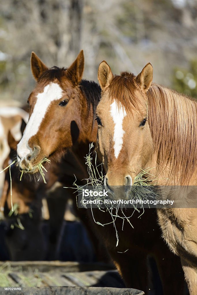 Лошадей пьющая нектар - Стоковые фото Лошадь роялти-фри