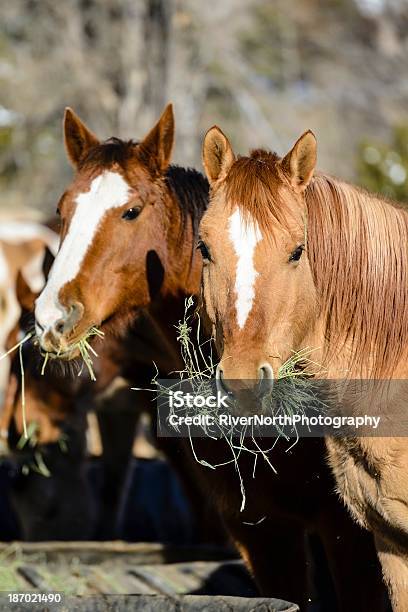 Лошадей Пьющая Нектар — стоковые фотографии и другие картинки Лошадь - Лошадь, Есть, Сено