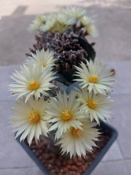 istock The flower on the background. 1870217309
