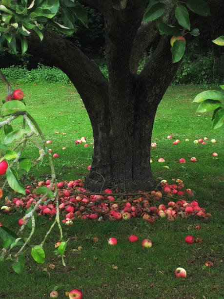 Apple Tree stock photo