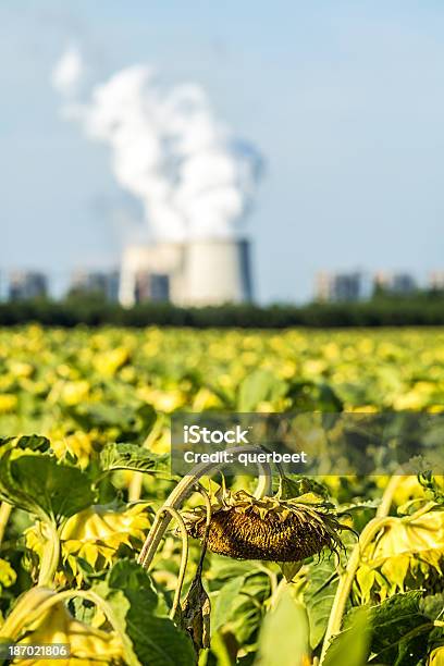 Dead Sonnenblumefeld Mit Kohle Befeuerte Kraftwerk Im Hintergrund Stockfoto und mehr Bilder von Abgas