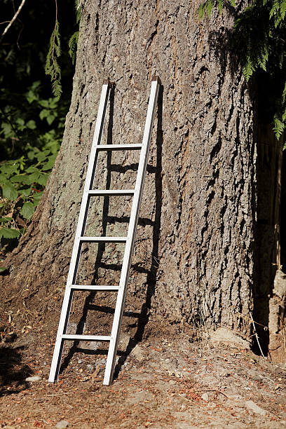 istock Ladder up against trunk of a tree 187021850