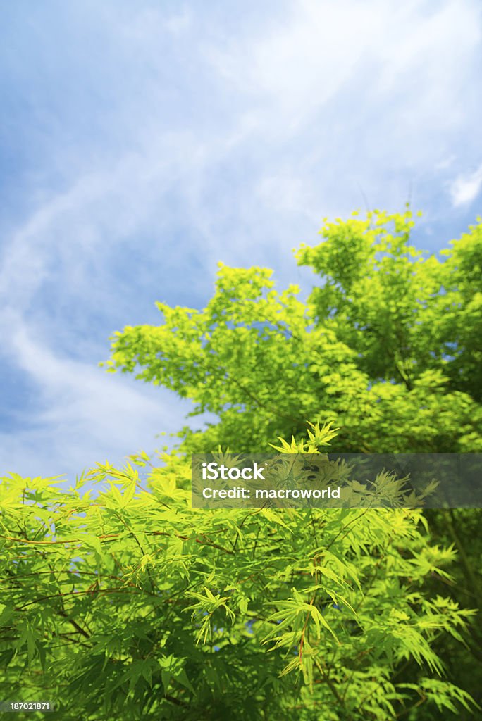 나뭇잎색 및 Blue Sky - 36 Mpx - 로열티 프리 0명 스톡 사진