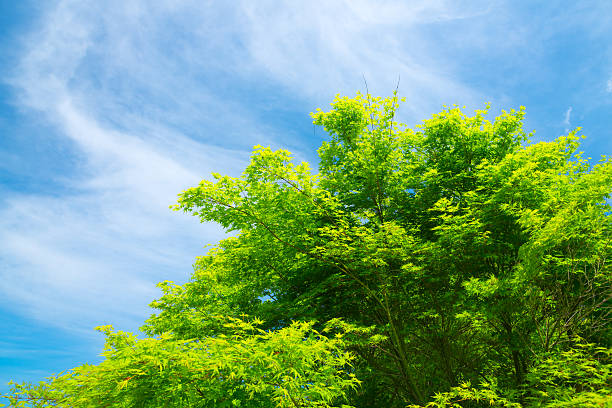 istock Foliage and Blue Sky - 36 Mpx 187021875
