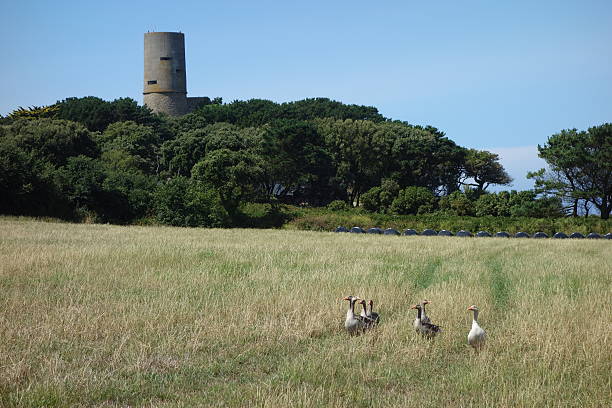 Guernsey Geese stock photo