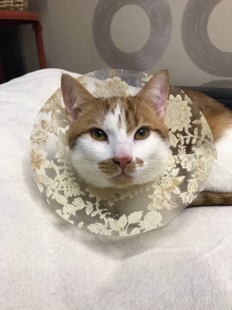 istock Cat in a post-op collar. The coat is red and white. Close-up. 1870222569