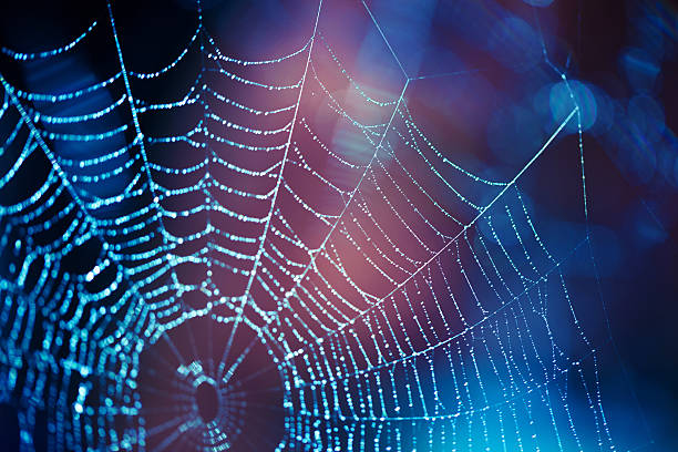 Spider web selective focus