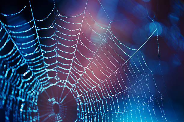 Close up spider web with blue and purple hues Spider web selective focus spider web photos stock pictures, royalty-free photos & images