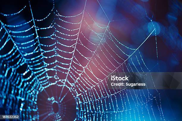 Close Up Spider Web With Blue And Purple Hues Stock Photo - Download Image Now - Spider Web, Spider, Nature