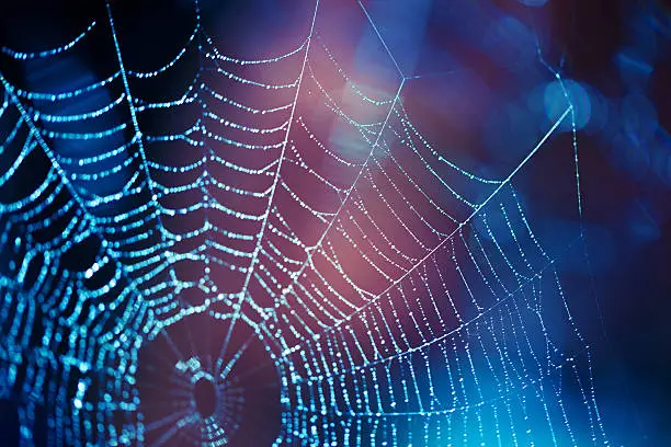 Photo of Close up spider web with blue and purple hues