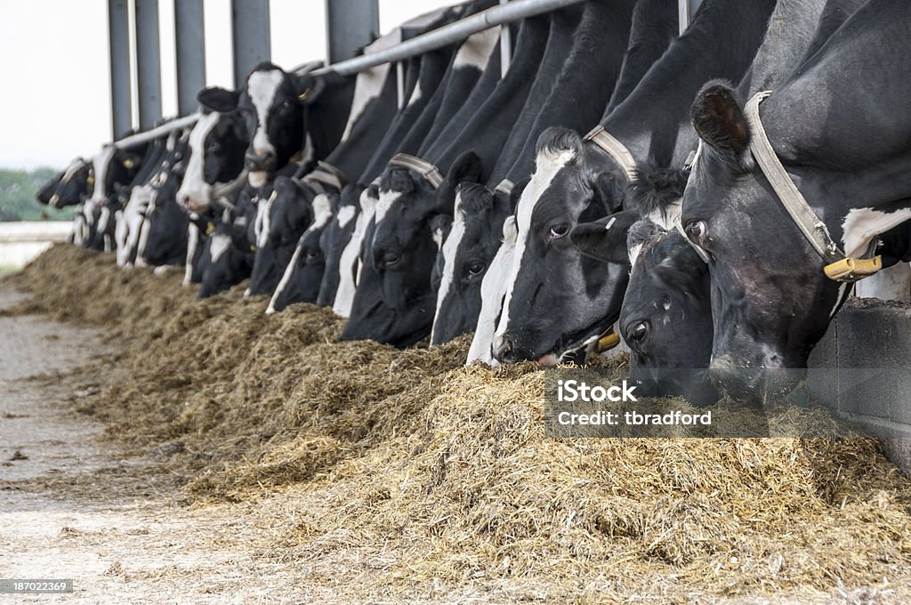 Rind die Fütterung In einer Scheune - Lizenzfrei Agrarbetrieb Stock-Foto