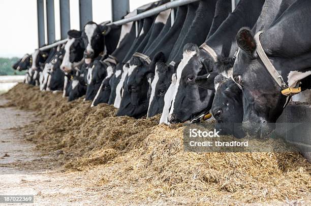 Rind Die Fütterung In Einer Scheune Stockfoto und mehr Bilder von Agrarbetrieb - Agrarbetrieb, Farbbild, Feld