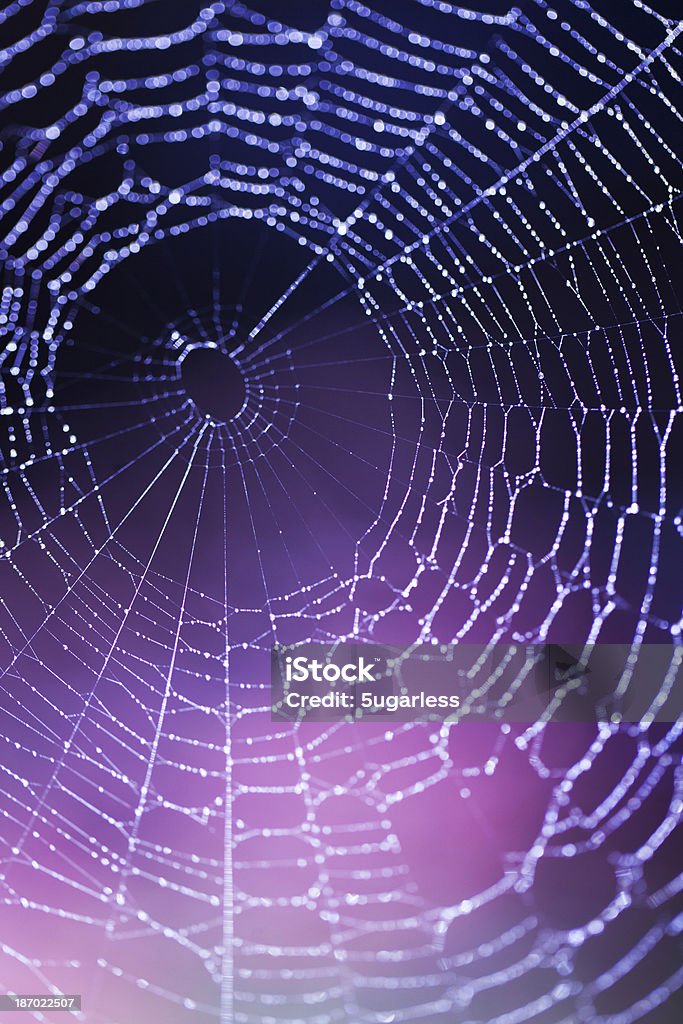 Spider web Spider web selective focus Spider Web Stock Photo