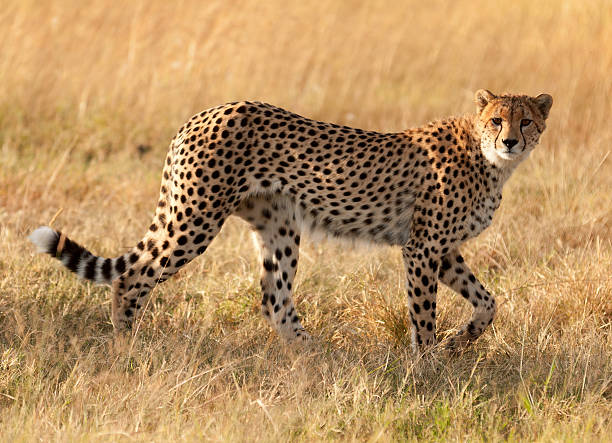 istock Male cheetah in Masai Mara 187022666