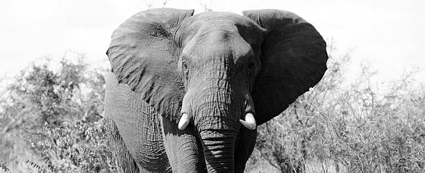 istock African Elephant, Black & White for Banners - South Africa 187022679