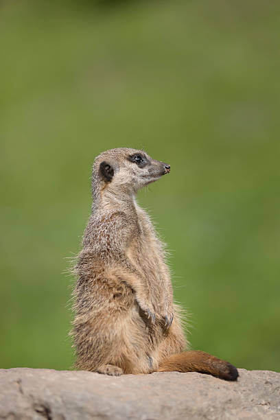 istock Meerkat standing guard wildlife 187022735