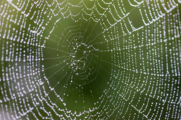 ragnatela - spider web natural pattern dew drop foto e immagini stock