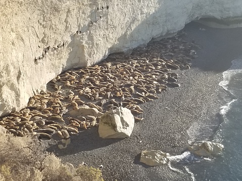 sea ​​lions in Peninsula de Valdes, Argentina