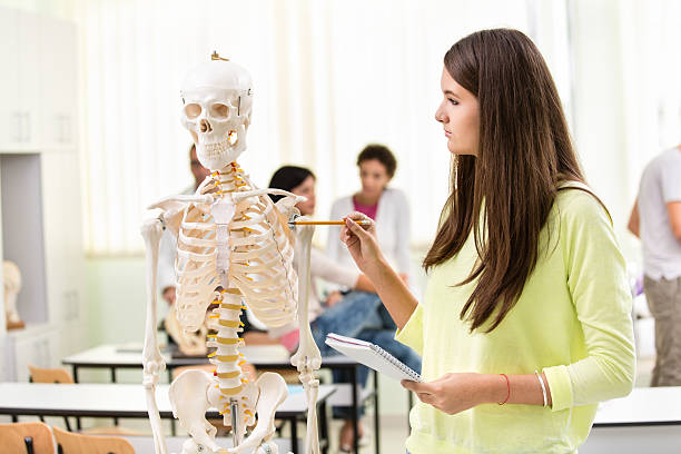 estudiante adolescente aprendiendo sobre esqueleto humano - anatomy classroom human skeleton student fotografías e imágenes de stock