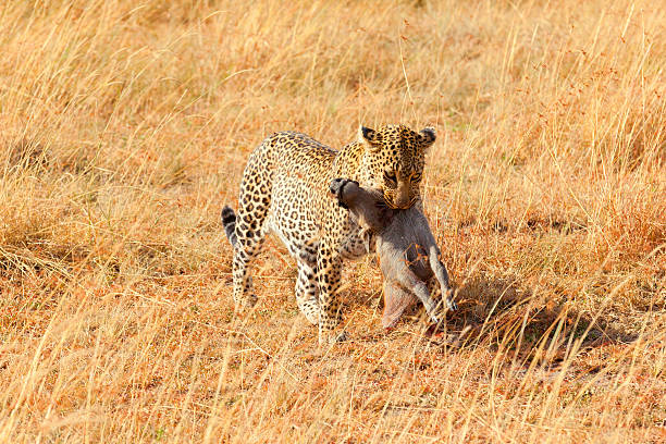 Female leopard in Masai Mara Female leopard walking in grass and carrying its pray in its mouth - young baby warthog, Masai Mara, Kenya prowling stock pictures, royalty-free photos & images