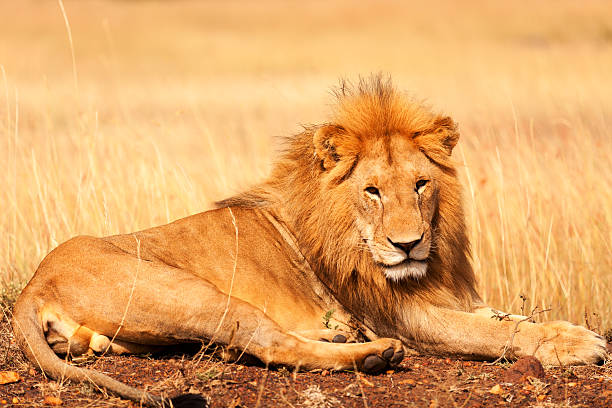 istock Male lion in Masai Mara 187023236