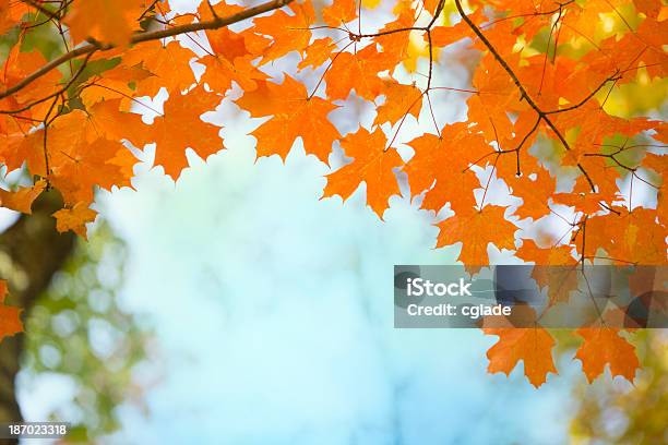 Lebendige Herbst Ahorn Blätter Herbstlaub Stockfoto und mehr Bilder von Zuckerahorn - Zuckerahorn, Ast - Pflanzenbestandteil, Bildhintergrund