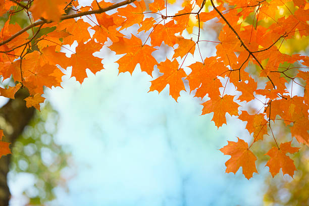 鮮やかな秋の紅葉の秋のカエデの葉 - sugar maple ストックフォトと画像