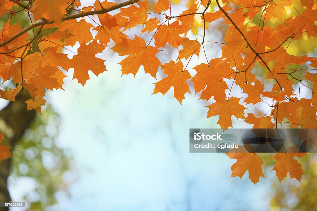 바이브런트 가을맞이 나뭇잎색 추절 단풍 잎 - 로열티 프리 설탕단풍 나무 스톡 사진