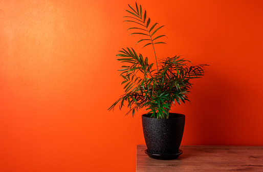 Palm tree in black pot on wooden table against orange wall background. Copy space.