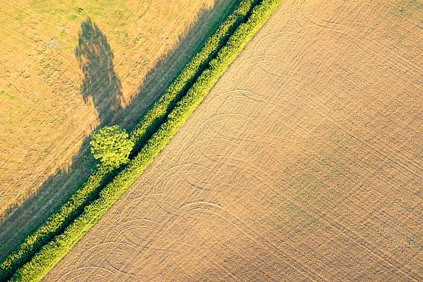 Abstract patterns made hedges, a tree and tractor tracks, photographed in late evening sunlight.
