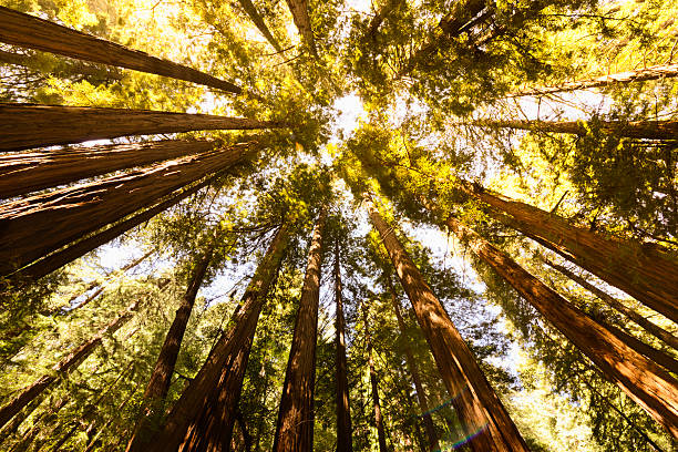 세쿼이아 숲 - tree growth sequoia rainforest 뉴스 사진 이미지