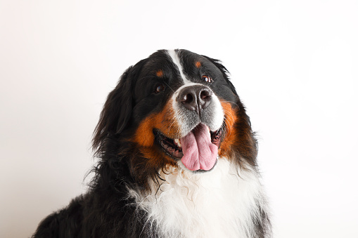 Photo Bernese Mountain Dog on a white background. Studio shot of a dog in front of an isolated background.
