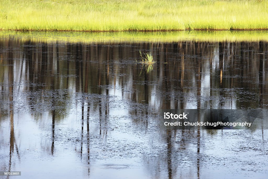 Bulrush Reed лес Пруд Отражение - Стоковые фото Coconino National Forest роялти-фри