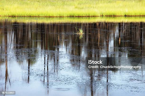 Bulrush Reed Лес Пруд Отражение — стоковые фотографии и другие картинки Coconino National Forest - Coconino National Forest, Аризона - Юго-запад США, Без людей