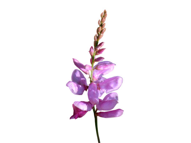 lush blooming of delphinium flowers. Pink flowers in drops after the rain.